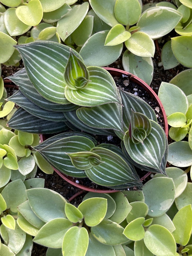 Callisia Elegens Callisia Gentlei Striped Inch Plant image 5