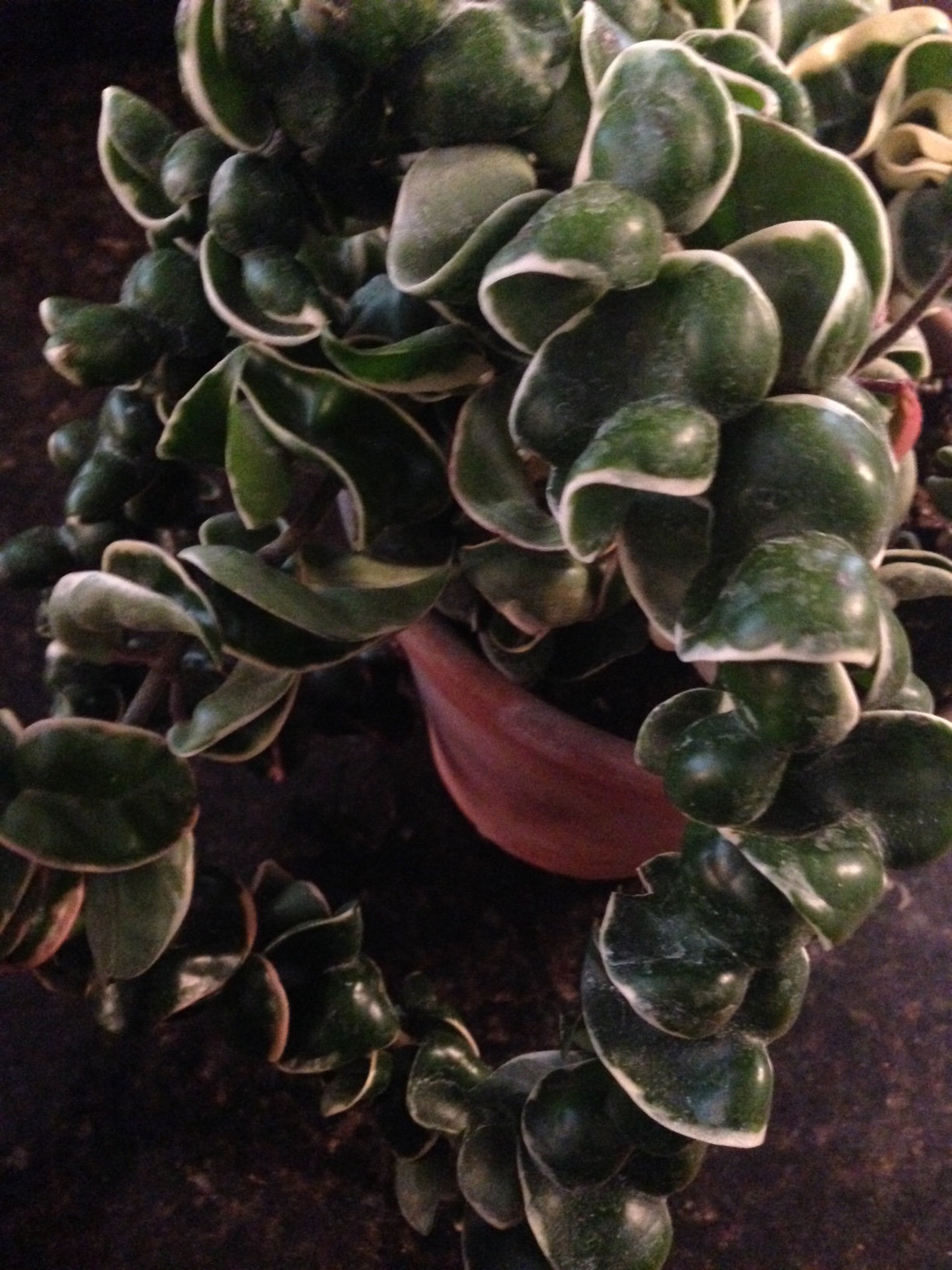 Variegated Hindu Rope (variegated Hoya Carnosa Compacta) Variegated ...