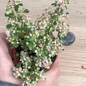 Variegated Artillery Fern Pilea Microphylla variegata Snow capped Artillery Fern image 3