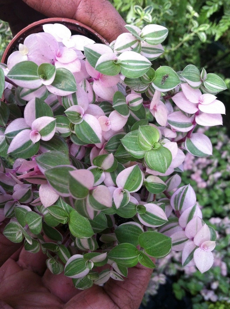 Tri-Color Bolivian Jew (Callisia Repens Variegated) Variegated Turtle Vine 