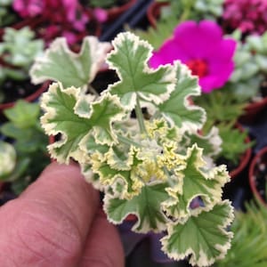 Prince Rupert Variegated Scented Geranium (Pelargonium)