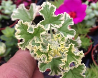 Prince Rupert Variegated Scented Geranium (Pelargonium)