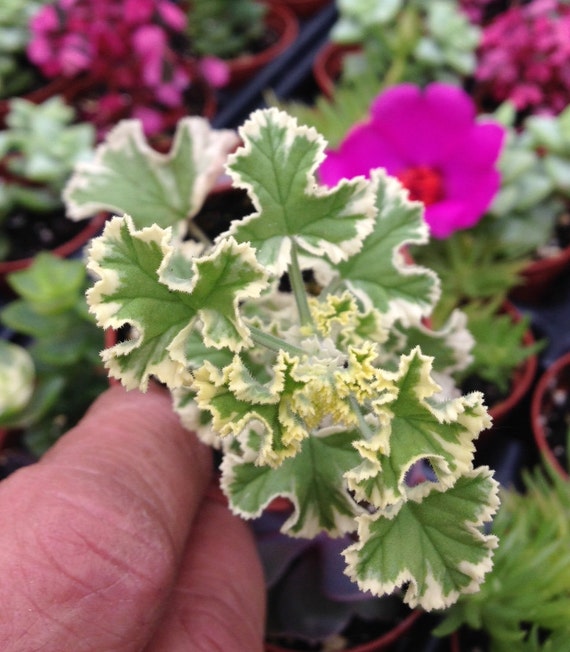 Prince Rupert Variegated Scented Geranium pelargonium Etsy