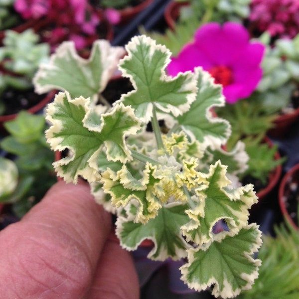 Prince Rupert Variegated Scented Geranium (Pelargonium)