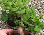 Bonsai Mint (Plectranthus Ernstii Caudex)