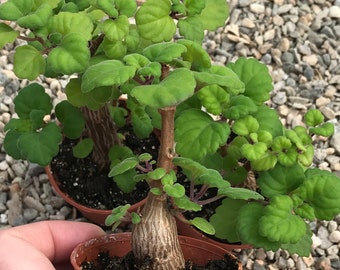 Bonsaï menthe (Plectranthus Ernstii Caudex)