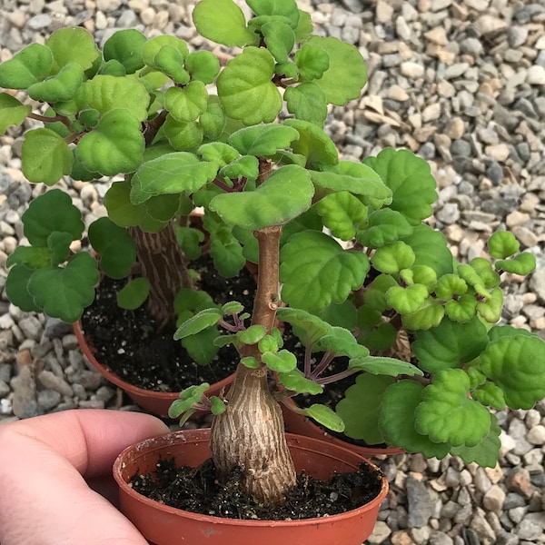 Bonsai Mint (Plectranthus Ernstii Caudex)