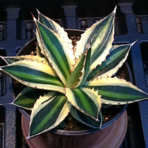 Agave Lophanta Quadricolor (Variegated Century Plant)