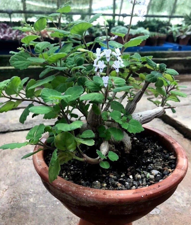 Bonsai Mint Plectranthus Ernstii Caudex image 9