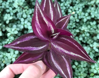 Tradescantia Zebrina (Inch Plant)