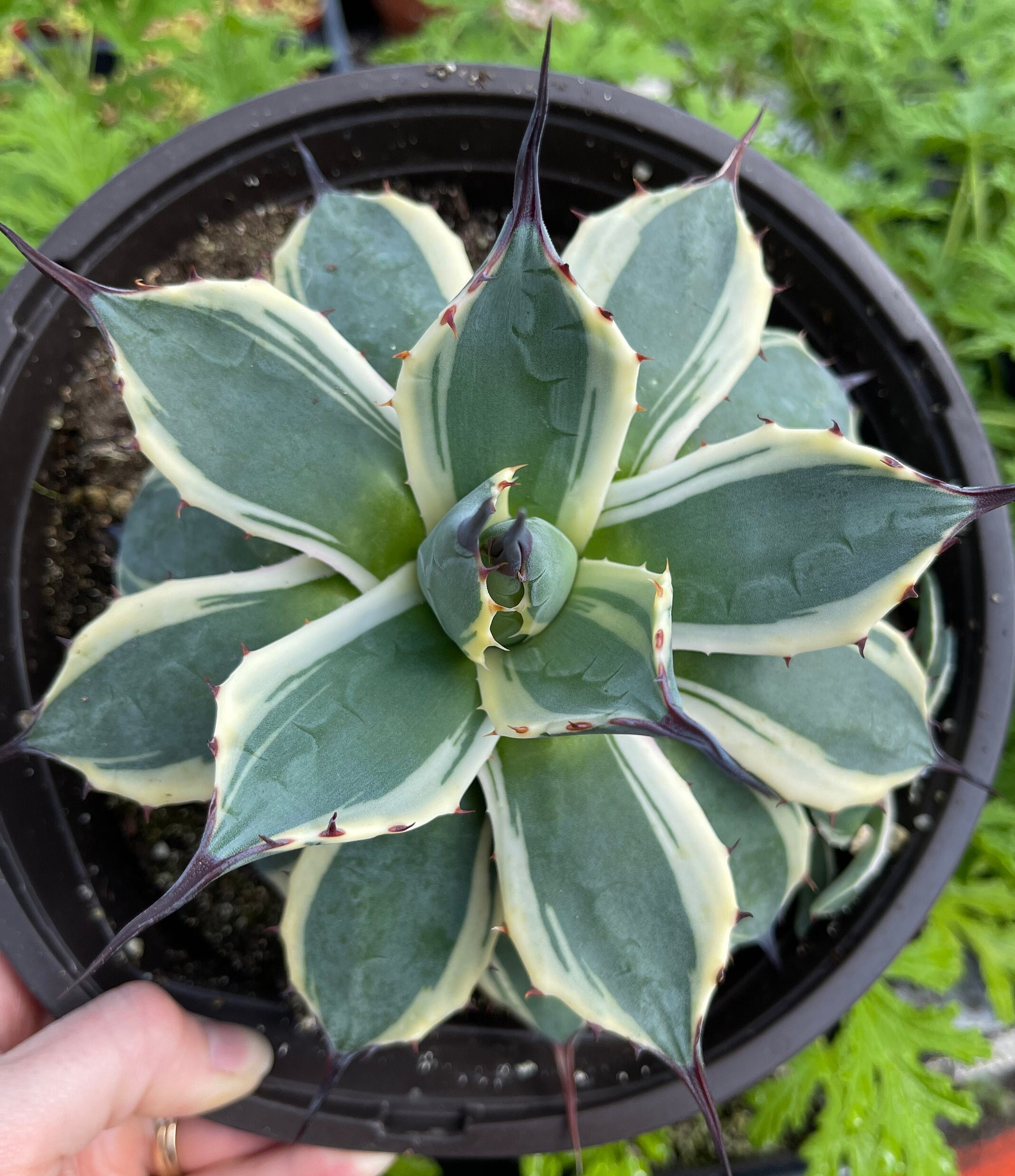 アガベ Agave parryi 'Giant Grantkids' 197 Agave Parryi Parry's J.C. Raulston – Eureka Farms