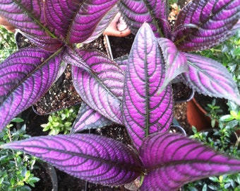 4 - Persian Shield (Strobilanthes Dyerianus) (4) 2 inch pots with Free Shipping!