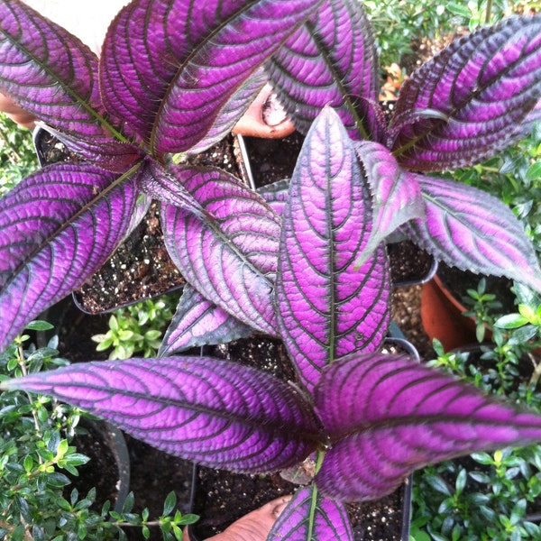 4 - Persian Shield (Strobilanthes Dyerianus) (4) 2 inch pots with Free Shipping!