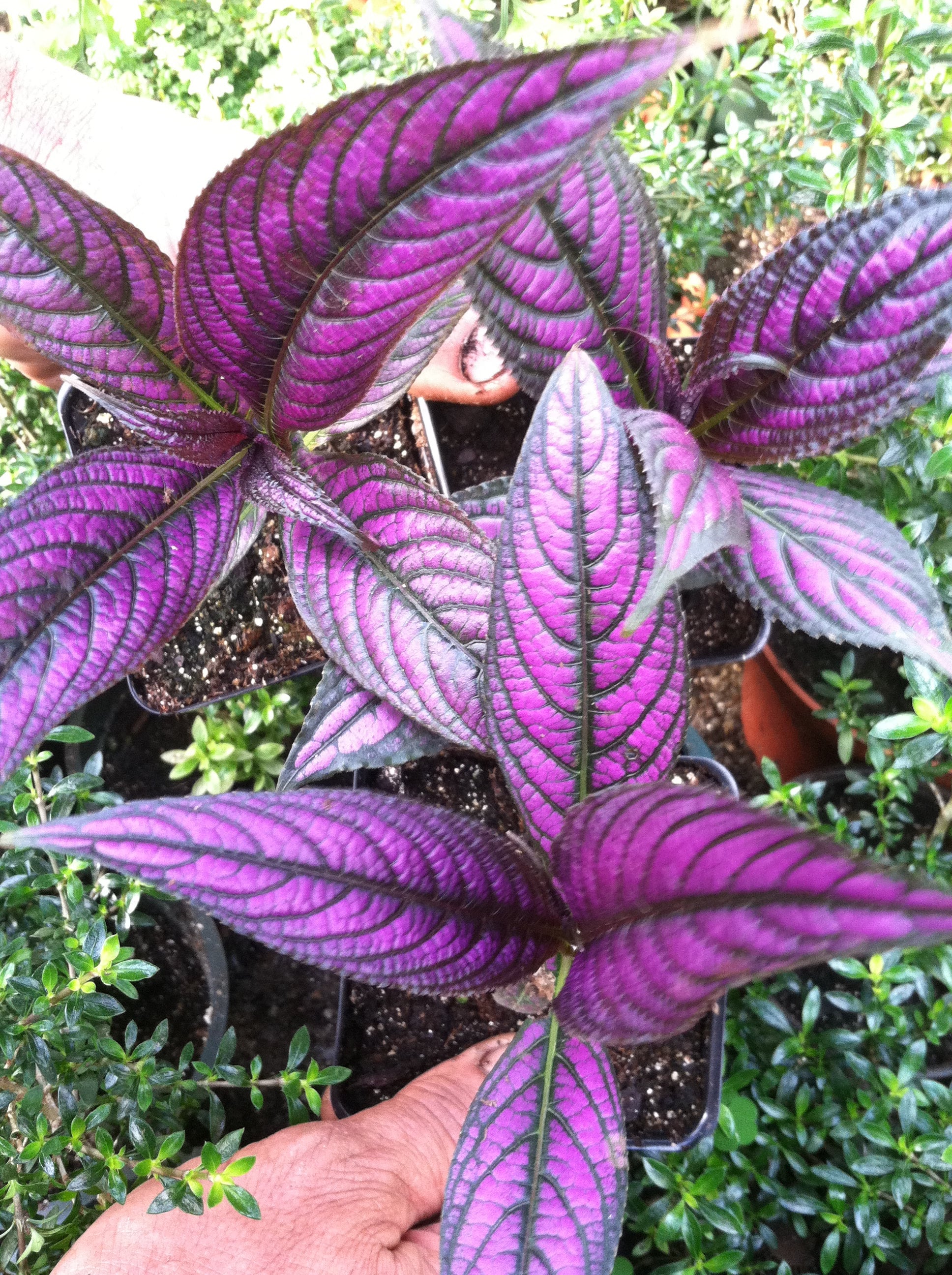 Persian Shield (Strobilanthes Dyerianus)