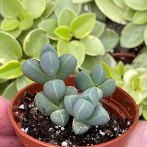 Ice plant delosperma Taylorii image 2