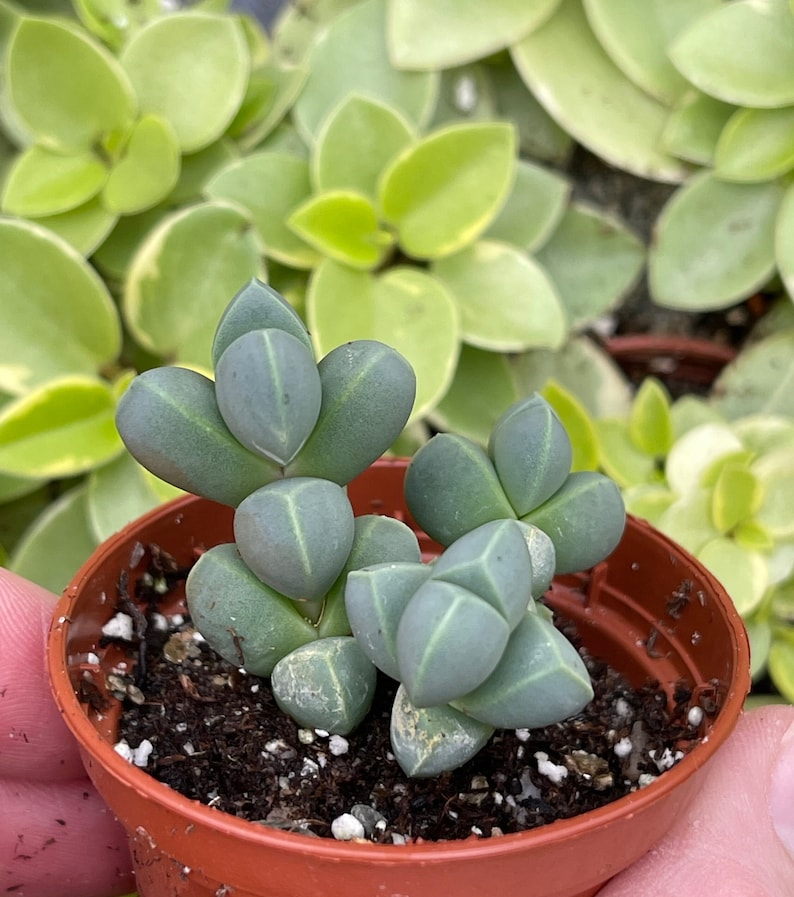 Ice plant delosperma Taylorii image 2