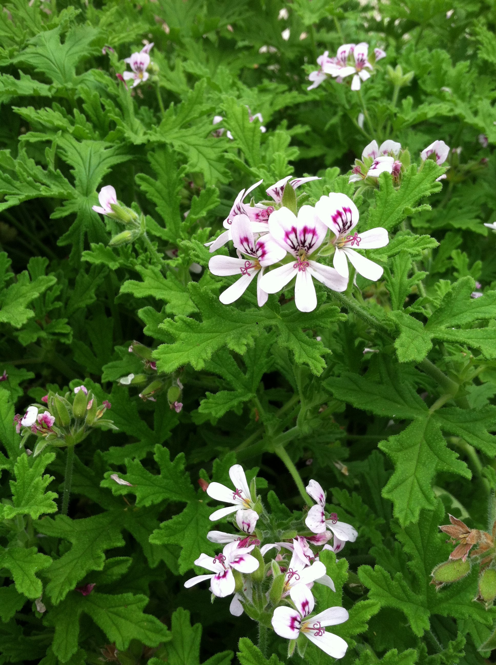 MOSQUITO PLANT citronella Scented Geranium 4 2.25 Inch Etsy