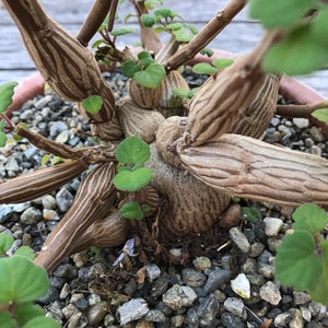 Bonsai Mint Plectranthus Ernstii Caudex image 3