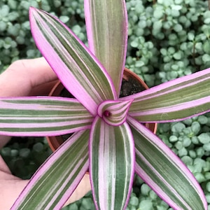 May include: A small houseplant with long, striped leaves. The leaves are green with pink stripes and have a pointed shape.