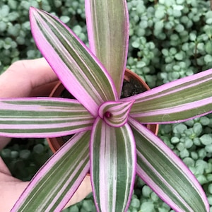 Rhoeo Discolor Tricolor (Tradescantia Spathacea)