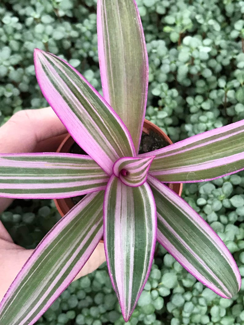 Rhoeo Discolor Tricolor Tradescantia Spathacea image 1