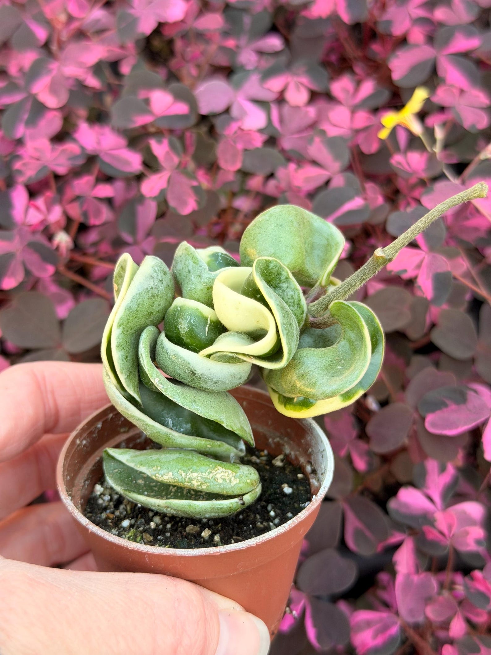 Variegated Hindu Rope (variegated Hoya Carnosa Compacta) Variegated ...