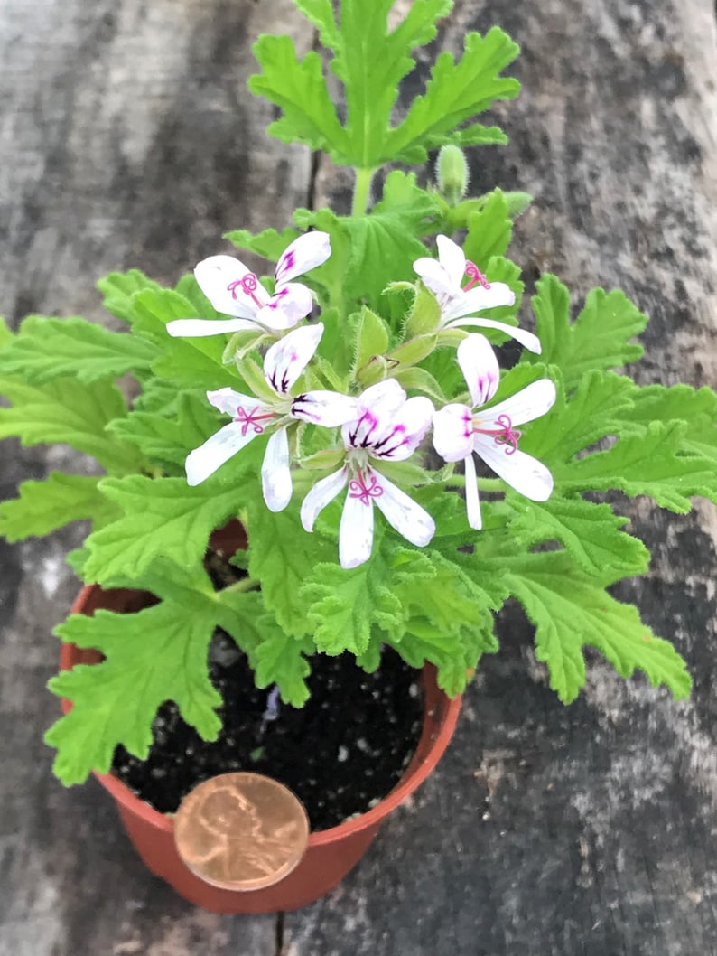 MOSQUITO PLANT Citronella Scented Geranium 3 4 inch pots Etsy