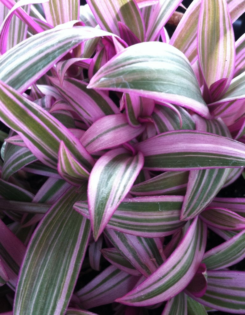 Rhoeo Discolor Tricolor Tradescantia Spathacea image 3