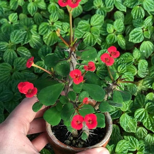 Dwarf Crown of Thorns Red Form Euphorbia Milii Imperatae image 1