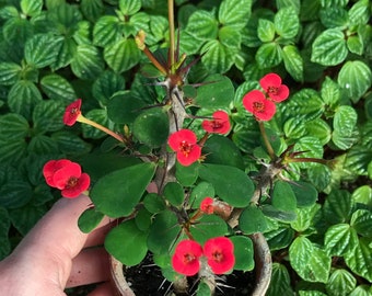 Dwarf Crown of Thorns Red Form (Euphorbia Milii Imperatae)