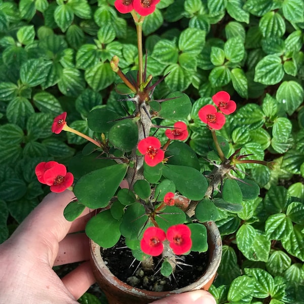 Dwarf Crown of Thorns Red Form (Euphorbia Milii Imperatae)