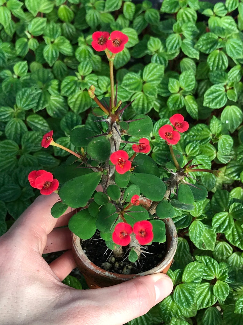 Dwarf Crown of Thorns Red Form Euphorbia Milii Imperatae image 1