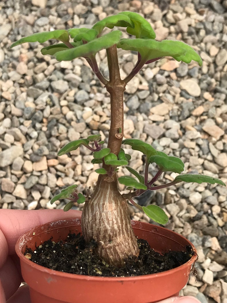 Bonsai Mint Plectranthus Ernstii Caudex image 5