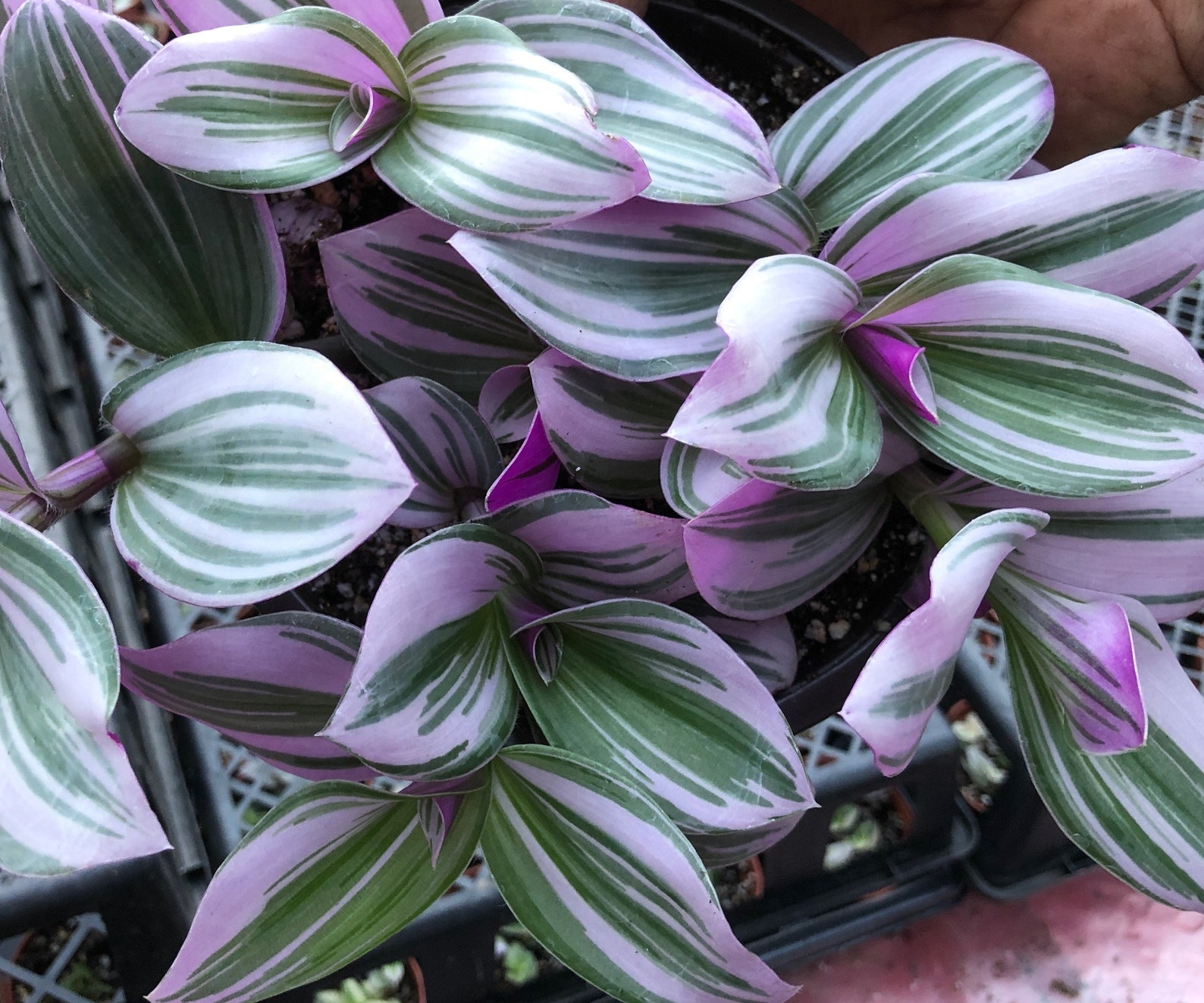 Tradescantia Nanouk pink Wandering Jew Feeling Flirty Etsy