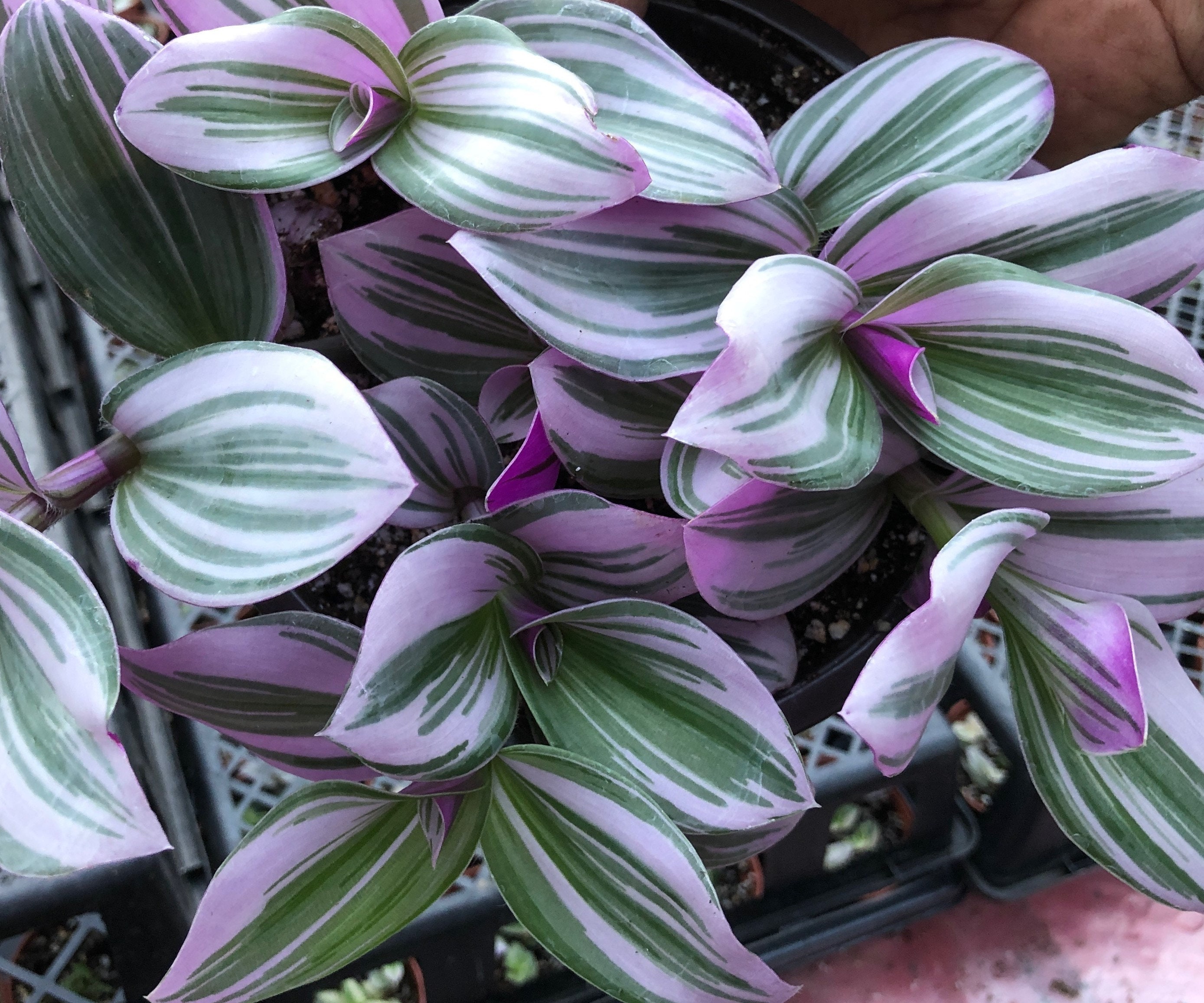 Tradescantia Bubblegum (T. Cerinthoides Variegata Lilac