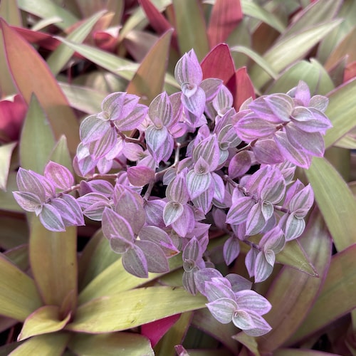 Pink Panther (Callisia Repens Variegated) Variegated Turtle Vine