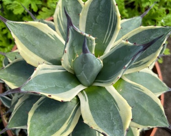 Agave Cream Spike (Agave Parryi)