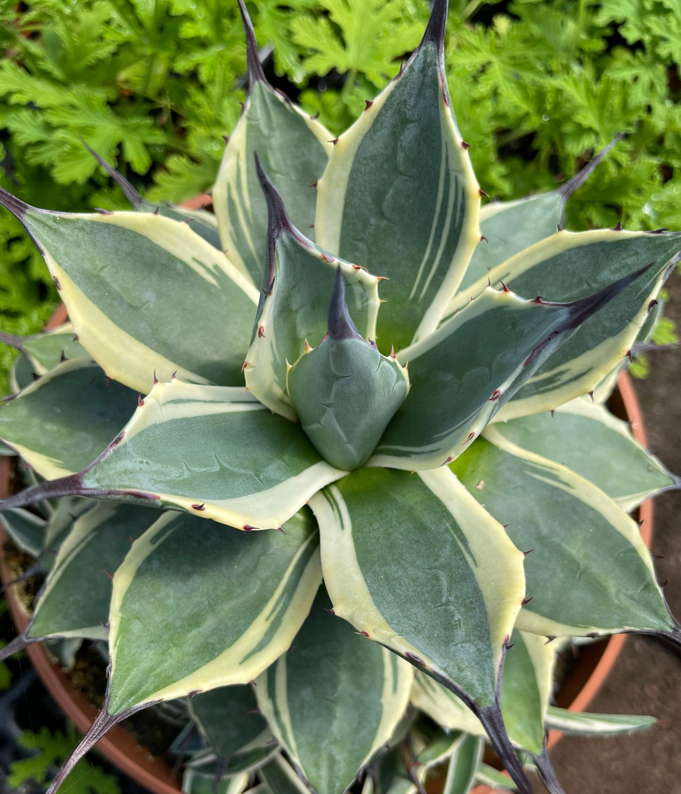 super variegated Agave parryi truncata 'Orizaba' half moon アガベ