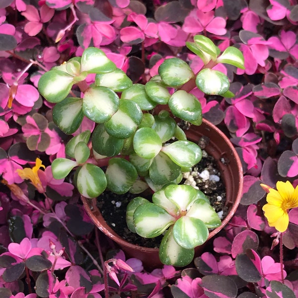 Variegated Miniature Jade Plant (Portulacaria Afra Medio-Picta)