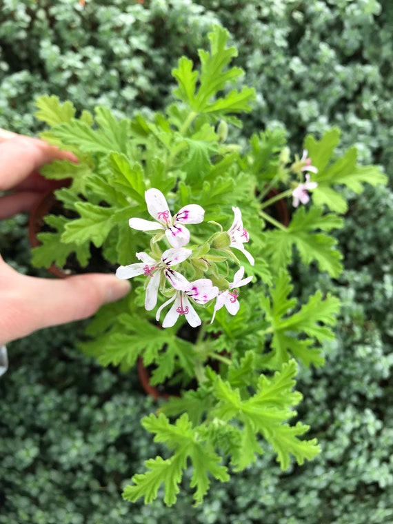 Pelargonium 'citrosum'/citronella Geranium LIVE PLANT Denmark
