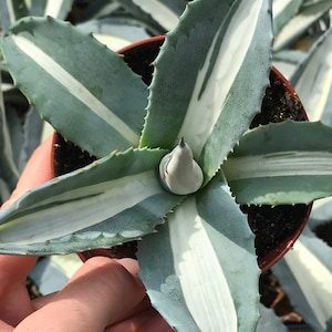 Agave Americana Medio-Picta 'Alba' (Century Plant)