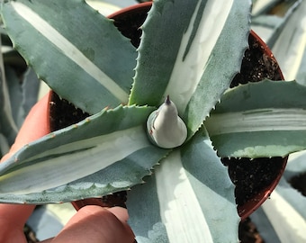 Agave Americana Medio-Picta 'Alba' (Century Plant)