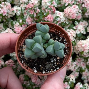 Ice plant delosperma Taylorii image 3