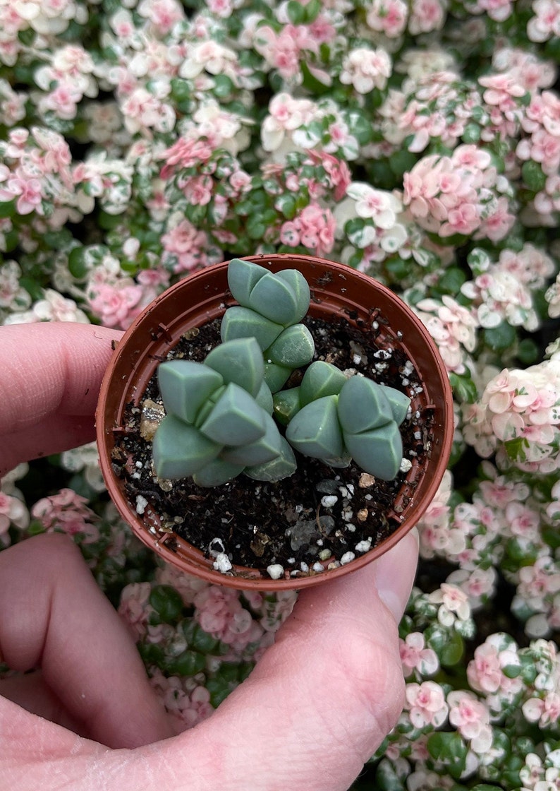 Ice plant delosperma Taylorii image 3