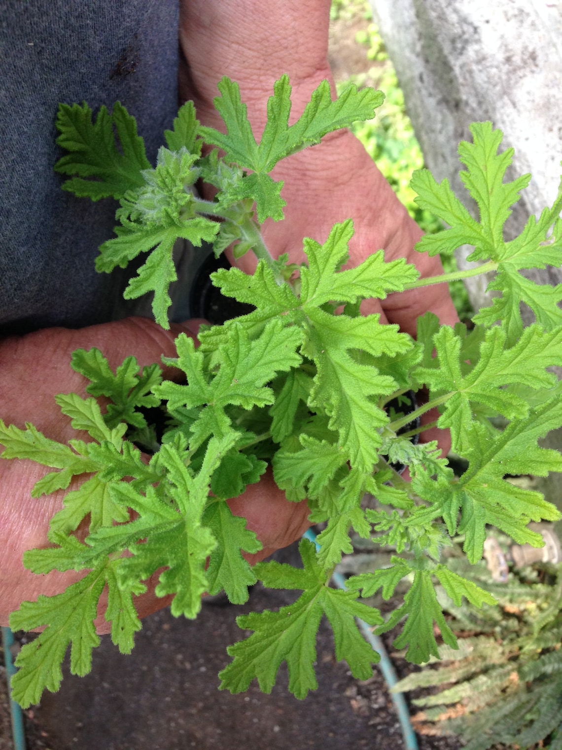 MOSQUITO PLANT citronella Scented Geranium 4 2.25 Inch Etsy