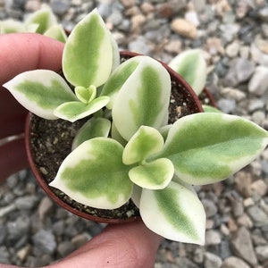 Heart Leaf Iceplant Aptenia Cordifolia Baby Sunrose image 4