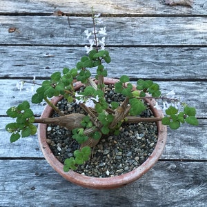 Bonsai Mint Plectranthus Ernstii Caudex Bild 2