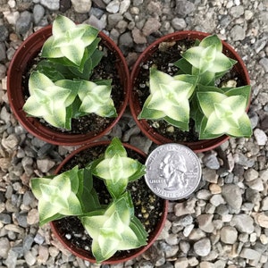 Variegated String of Buttons Crassula Perforata Variegata image 4