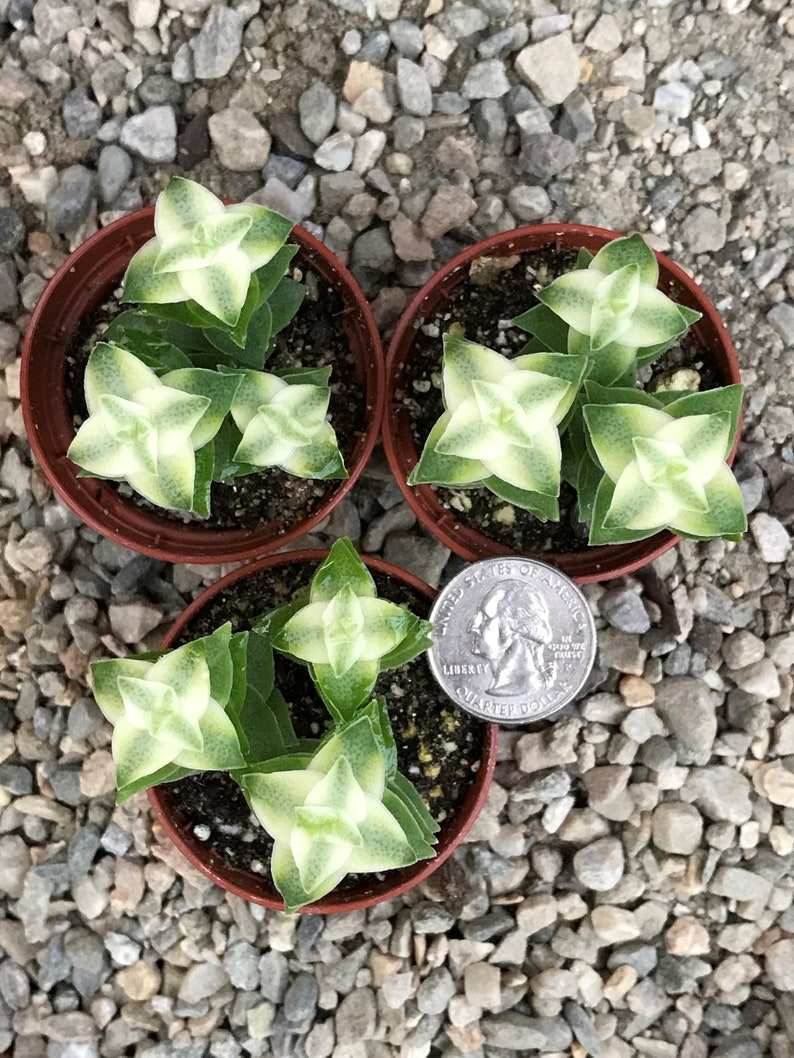 Variegated String of Buttons Crassula Perforata Variegata image 4