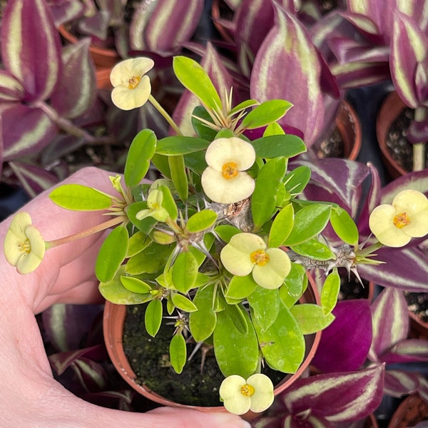 Crown of Thorns Yellow Form (Euphorbia Milii Splendens Hybrid)